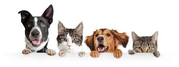 (Français) Clinique de vaccination contre la rage pour les chiens et les chats