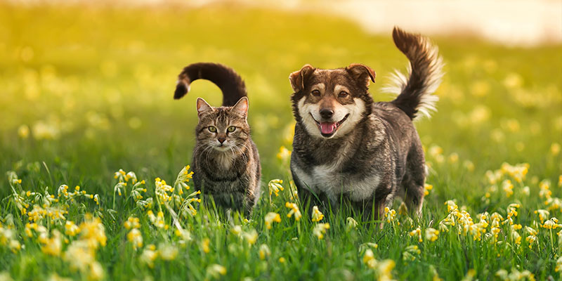 Clinique de vaccination contre la rage pour les chiens et les chats, le jeudi 2 juillet 2026