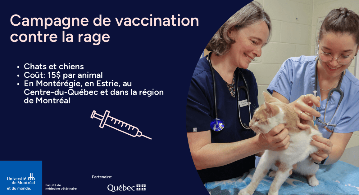 Campagne de vaccination contre la rage pour chats et chiens